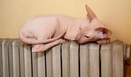 Šilumos suvartojimo ir mokėjimų už šilumą Klaipėdoje analizė