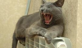 Dėl šildymo sąskaitų Vilniuje bus kreipiamasi į Generalinę prokuratūrą