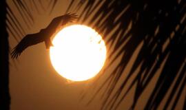 Pakistane rasta 10 karių palaikų be galvų