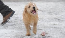 Į Užgavėnes – ir per lietų