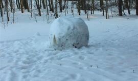 Kairių poligone "Audi" trenkėsi į medį
