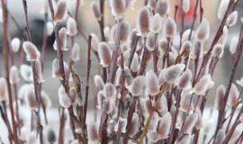 Vasario 27-oji: vardadieniai, dangaus kūnai, istorija