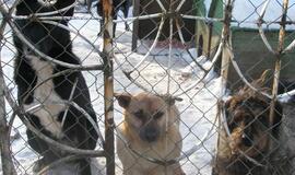 Esu dalelė savo šalies