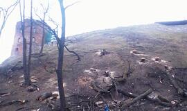 Gedimino kalne kertami medžiai