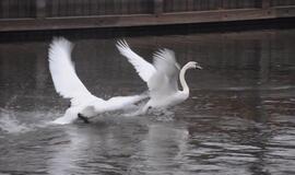 Klaipėda: VE.lt pristato kovo 11-osios renginius