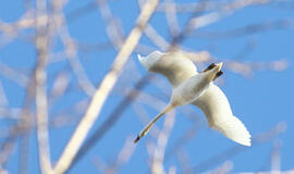 Klaipėda: VE.lt pristato kovo 15-osios įvykius