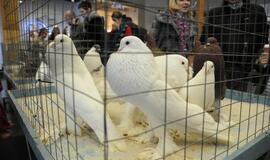 Su paukščiais burkavo ne tik vaikai