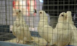 Su paukščiais burkavo ne tik vaikai