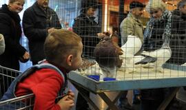 Su paukščiais burkavo ne tik vaikai