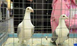 Su paukščiais burkavo ne tik vaikai