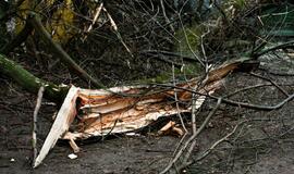 Stiprus vėjas vartė medžius