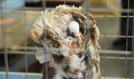 Su paukščiais burkavo ne tik vaikai