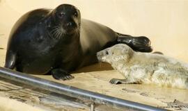 Ruonės Zundos mažylis