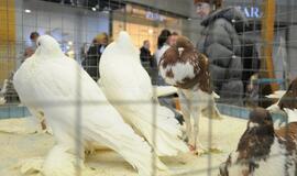 Su paukščiais burkavo ne tik vaikai