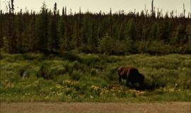 "Google" stebi ne vieną gatvę