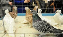 Su paukščiais burkavo ne tik vaikai