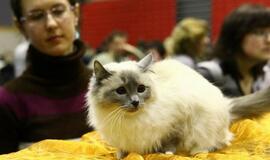 Kačių paroda Klaipėdoje