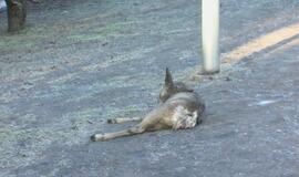 Moters vairuojamas BMW partrenkė stirną