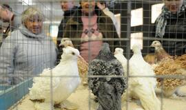 Su paukščiais burkavo ne tik vaikai