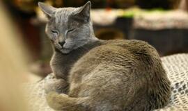 Kačių paroda Klaipėdoje