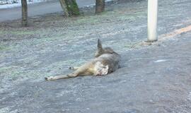 Moters vairuojamas BMW partrenkė stirną