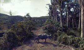 "Google" stebi ne vieną gatvę