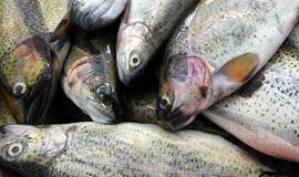 Plungėje pradeda veikti naujas žuvies produktų fabrikas