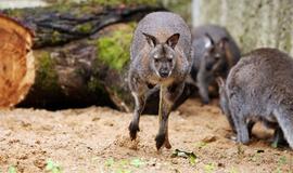 Australija. Kur kengūrų dvigubai daugiau nei žmonių