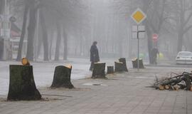 Janonio gatvėje brutaliai naikinami sveikutėliai medžiai