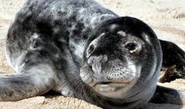 Jūrų muziejus priglaudė pamestinuką Velykį