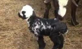 Kazachstane gimė ėriukas, ant kurio šonų matyti užrašai "Alachas" ir "Mahometas"