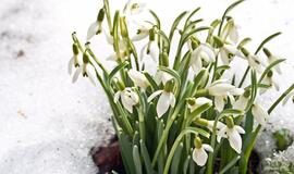 Klaipėdoje Šv. Velykos - baltos