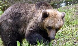 Latviai nušovė pabėgusią mešką Madę