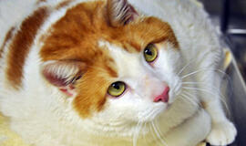 JAV: nugaišo storiausias pasaulyje katinas