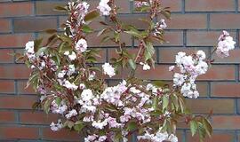 Sakurų žydėjimo metas