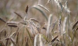 Laukiamas rekordinis grūdų derlius eksportuotojams - ne tik džiaugsmas, bet ir rūpesčiai