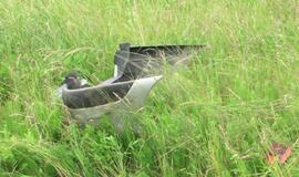 Po avarijos neblaivus ekipažas atsidūrė ligoninėje