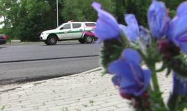 Į gatvę išbėgęs aviganis pakliuvo po ratais