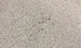 4,11 promilės: iš žvyrkelio į griovį