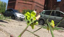 Anksti pradėjo savaitgalį - girtas padarė avariją