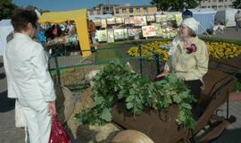 Kretingos miesto šventė