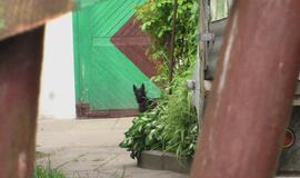 Užstrigus greičio pedalui, prispaudė savo mamą