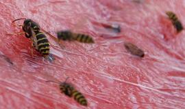 Per karščius Šiauliuose - rekordinis vabzdžių antpuolis