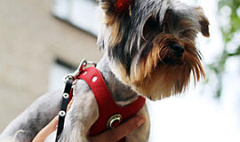 Augintinių mada šią vasarą - labai praktiška