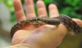 Kuveito pilietė mėgino išvežti iš Tailando lagamine 24 gyvūnus