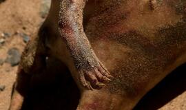 Paslaptingas Niujorko monstras ar kiaulės liekanos?