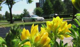 Insulto ištiktas vairuotojas vinguriavo miesto gatvėmis