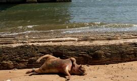 Paslaptingas Niujorko monstras ar kiaulės liekanos?