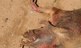 Paslaptingas Niujorko monstras ar kiaulės liekanos?