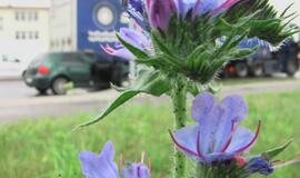 Vilkikas ir vėl prispaudė neatidų vairuotoją